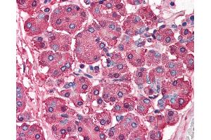 Anti-SKI antibody IHC of human pancreas. (SKI antibody  (N-Term))