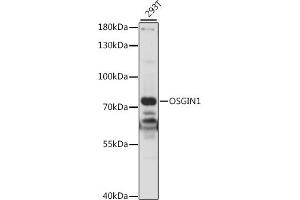Western blot analysis of extracts of 293T cells, using OSGIN1 antibody (ABIN7269131) at 1:1000 dilution. (OSGIN1 antibody  (AA 1-200))