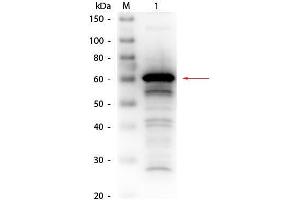 Western Blot of Rabbit anti-Human Serum Albumin Antibody Biotin Conjugated. (Albumin antibody  (Biotin))