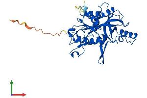 Protein Structure (PS) image for Uridine Phosphorylase 2 (UPP2) (AA 1-317) protein (His tag) (ABIN7544956)