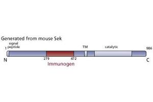 Image no. 3 for anti-EPH Receptor A4 (EPHA4) (AA 279-472) antibody (ABIN967994) (EPH Receptor A4 antibody  (AA 279-472))