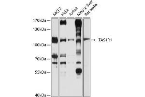 Western blot analysis of extracts of various cell lines, using TR1 antibody (ABIN6127936, ABIN6148862, ABIN6148863 and ABIN6214310) at 1:1000 dilution. (TAS1R1 antibody  (AA 330-567))