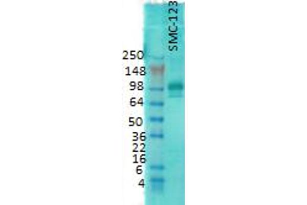 DLG4 antibody