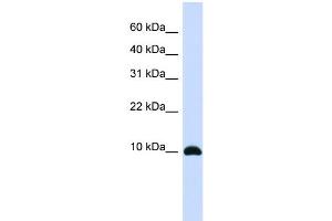 WB Suggested Anti-ID1 Antibody Titration:  0. (ID1 antibody  (Middle Region))