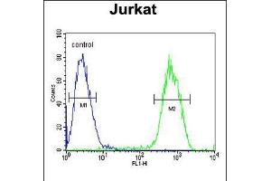 Flow cytometric analysis of Jurkat cells (right histogram) compared to a negative control cell (left histogram). (Protocadherin gamma Subfamily C, 3 (PCDHGC3) (AA 511-539) antibody)