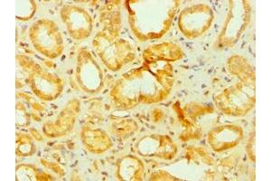 Immunohistochemistry of paraffin-embedded human kidney tissue using ABIN7144051 at dilution of 1:100 (APLP2 antibody  (AA 340-450))