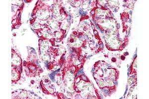 Anti-INHA / Inhibin Alpha antibody IHC of human placenta. (Inhibin alpha antibody)