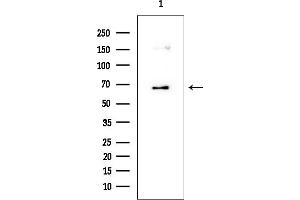 Western blot analysis of lysates from HUVEC cells, using n-Myc Mouse Monoclonal Antibody at 1/1000 dilution.