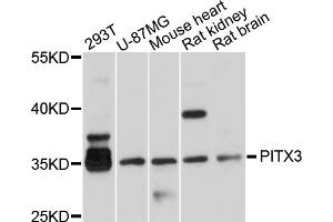Western blot analysis of extracts of various cell lines, using PITX3 antibody (ABIN4904771) at 1:1000 dilution.