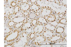 Immunoperoxidase of monoclonal antibody to NCOA4 on formalin-fixed paraffin-embedded human kidney. (NCOA4 antibody  (AA 505-614))
