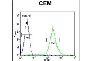 RCL Antibody (N-term) (ABIN652111 and ABIN2840553) flow cytometric analysis of CEM cells (right histogram) compared to a negative control cell (left histogram).