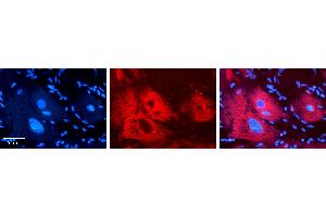 Rabbit Anti-EXT2 Antibody   Formalin Fixed Paraffin Embedded Tissue: Human heart Tissue Observed Staining: Cytoplasmic Primary Antibody Concentration: N/A Other Working Concentrations: 1:600 Secondary Antibody: Donkey anti-Rabbit-Cy3 Secondary Antibody Concentration: 1:200 Magnification: 20X Exposure Time: 0. (EXT2 antibody  (N-Term))