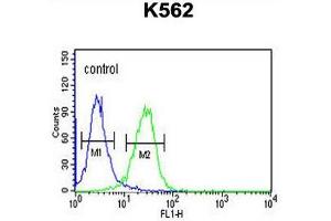 CLDN15 Antibody (Center) flow cytometric analysis of K562 cells (right histogram) compared to a negative control cell (left histogram).