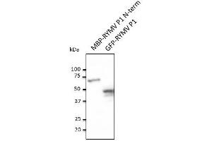 Anti-RYMV PI Ab at 1/1,000 dilution, MBP-RYMV PI N-term recombinant protein and HEK293 transfected cell lysate, rabbit polyclonal to goat lgG (HRP) at 1/10,000 dilution (RYMV P1 (N-Term) antibody)