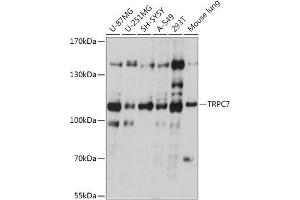 Western blot analysis of extracts of various cell lines, using TRPC7 antibody (ABIN7270919) at 1:1000 dilution. (TRPC7 antibody  (AA 720-780))
