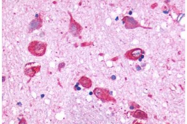 GPR150 antibody  (N-Term)