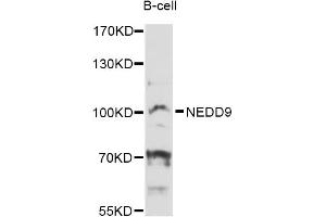 Western blot analysis of extracts of B-cell cells, using NEDD9 Antibody (ABIN6292119) at 1:3000 dilution. (NEDD9 antibody)