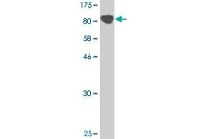 Western Blot detection against Immunogen (128. (Protocadherin gamma Subfamily C, 3 (PCDHGC3) (AA 1-934) antibody)