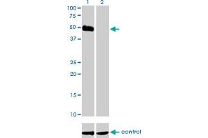Western blot analysis of HCRTR2 over-expressed 293 cell line, cotransfected with HCRTR2 Validated Chimera RNAi (Lane 2) or non-transfected control (Lane 1). (HCRTR2 antibody  (AA 1-54))