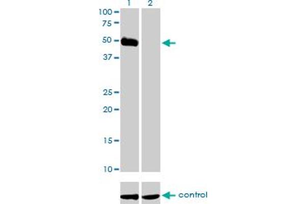 HCRTR2 anticorps  (AA 1-54)