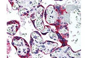 IHC analysis of human placenta. (SSTR5 antibody  (AA 300-350))