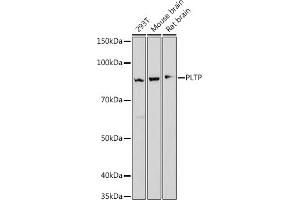 Western blot analysis of extracts of various cell lines, using PLTP antibody (ABIN7269357) at 1:1000 dilution. (PLTP antibody)