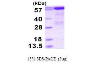 SDS-PAGE (SDS) image for phosphoenolpyruvate Carboxykinase 1 (Soluble) (PCK1) (AA 1-622) protein (His tag) (ABIN668008) (PCK1 Protein (AA 1-622) (His tag))
