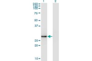 Western Blotting (WB) image for anti-Exosome Component 5 (EXOSC5) (AA 1-101) antibody (ABIN961177) (EXOSC5 antibody  (AA 1-101))