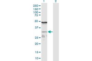Western Blot analysis of WDR61 expression in transfected 293T cell line by WDR61 MaxPab polyclonal antibody. (WDR61 antibody  (AA 1-305))