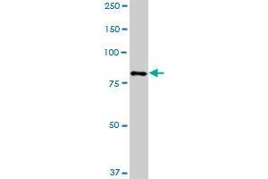 HBS1L MaxPab polyclonal antibody. (HBS1L antibody  (AA 1-684))