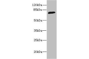 Western blot All lanes: SORBS3 antibody at 8 μg/mL + HepG2 whole cell lysate Secondary Goat polyclonal to rabbit IgG at 1/10000 dilution Predicted band size: 76, 37 kDa Observed band size: 76 kDa (Vinexin antibody  (AA 1-329))