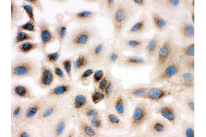 Anti-REA antibody, ICC ICC: A549 Cell (Prohibitin 2 antibody  (Middle Region))