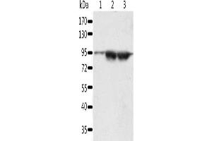 SPATA2 antibody