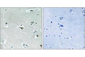 Immunohistochemistry analysis of paraffin-embedded human brain, using SREBP-1 (Phospho-Ser439) Antibody. (SREBF1 antibody  (pSer439))