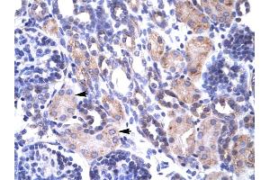 Human kidney (TRAP1 antibody  (N-Term))