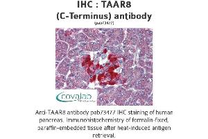 Image no. 1 for anti-Trace Amine Associated Receptor 8 (TAAR8) (C-Term) antibody (ABIN1739866) (Trace Amine Associated Receptor 8 (TAAR8) (C-Term) antibody)