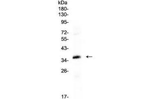 Western blot testing of human HepG2 cell lysate with CRX antibody at 0.