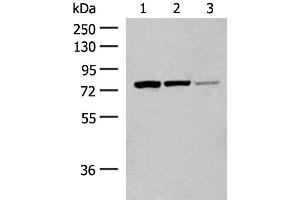 Western blot analysis of A172 cell Mouse liver tissue Hela cell lysates using HNF1A Polyclonal Antibody at dilution of 1:200 (HNF1A antibody)