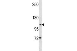 DOG1 antibody western blot analysis in K562 lysate (ANO1 antibody  (AA 453-482))