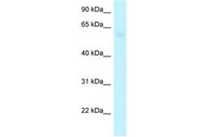 ARHGAP28 antibody  (C-Term)