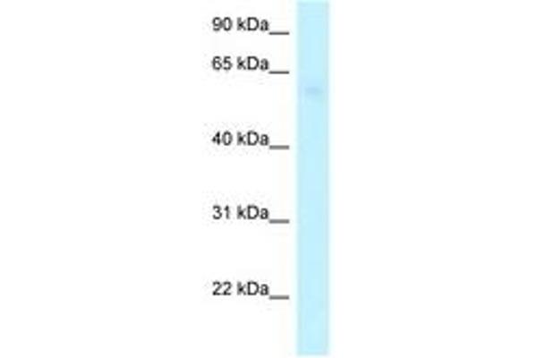 ARHGAP28 antibody  (C-Term)