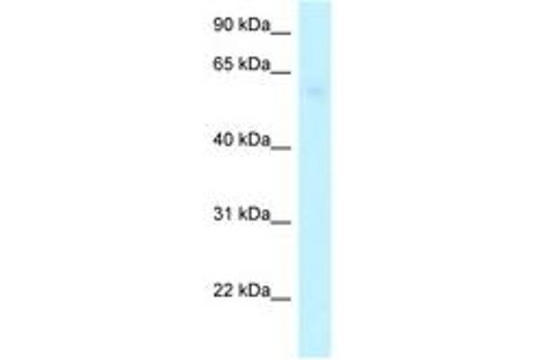 ARHGAP28 antibody  (C-Term)