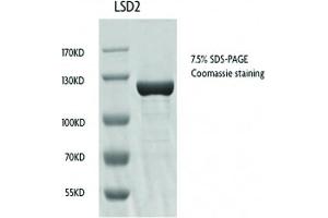Recombinant KDM1B / LSD2 protein gel. (KDM1B Protein (full length) (GST tag))