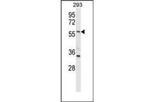 Western blot analysis of LMBR1L Antibody (C-term) in 293 cell line lysates (35ug/lane).