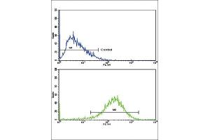 Flow Cytometry (FACS) image for anti-Enoyl-CoA, Hydratase/3-Hydroxyacyl CoA Dehydrogenase (EHHADH) antibody (ABIN3003844) (EHHADH antibody)