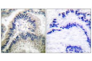 GUCYB antibody  (N-Term)