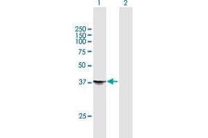 Western Blot analysis of STX18 expression in transfected 293T cell line by STX18 MaxPab polyclonal antibody.