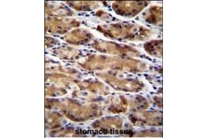 ATG16L2 Antibody (Center ) (ABIN655641 and ABIN2845118) immunohistochemistry analysis in formalin fixed and paraffin embedded human stomach tissue followed by peroxidase conjugation of the secondary antibody and DAB staining.