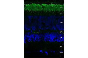 Immunohistochemistry analysis using Mouse Anti-Rhodopsin Monoclonal Antibody, Clone 4D2 . (Rhodopsin antibody  (APC))