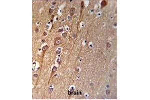 C Antibody (C-term) (ABIN653956 and ABIN2843176) IHC analysis in formalin fixed and paraffin embedded brain tissue followed by peroxidase conjugation of the secondary antibody and DAB staining. (C9ORF91 antibody  (C-Term))